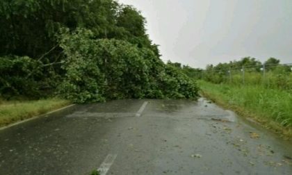 Tromba d’aria su Novara: tetti scoperchiati e alberi in strada