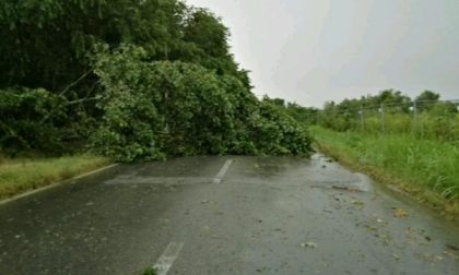 Tromba d’aria su Novara: tetti scoperchiati e alberi in strada