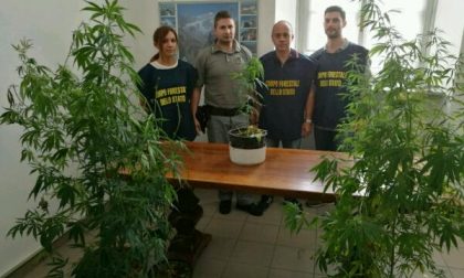 Coltivazione di marijuana in casa, denunciato un ceranese