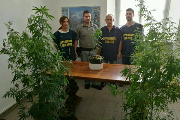 Coltivazione di marijuana in casa, denunciato un ceranese