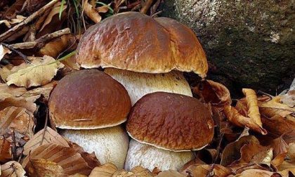 Funghi buoni e cattivi, per evitare pericolose confusioni