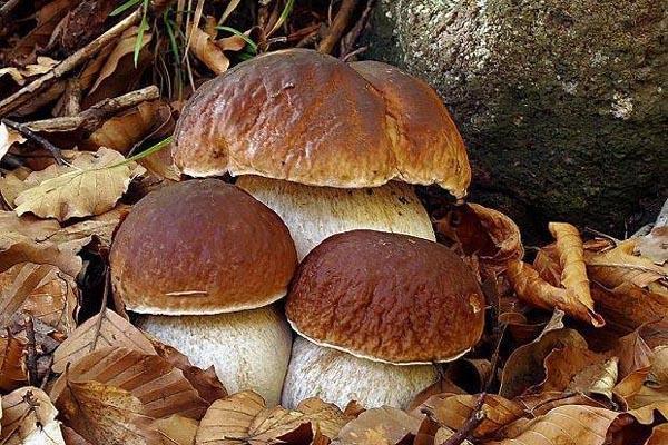 Funghi buoni e cattivi, per evitare pericolose confusioni