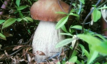 Funghi: le regole per la raccolta nel Parco del Ticino e lago Maggiore
