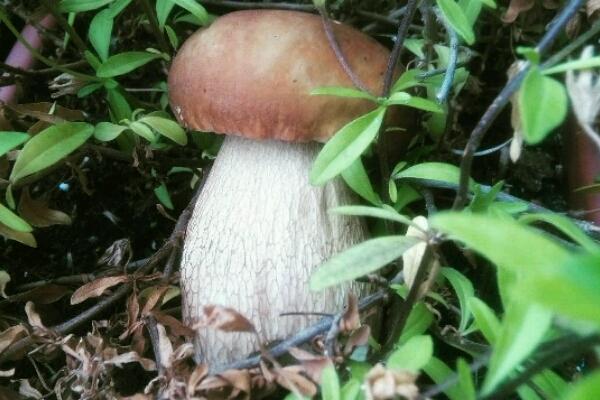 Funghi: le regole per la raccolta nel Parco del Ticino e lago Maggiore