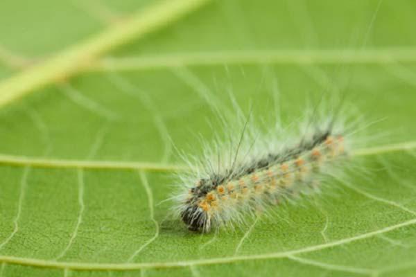 L’Ifantria americana è innocua sia per l’uomo sia per gli animali