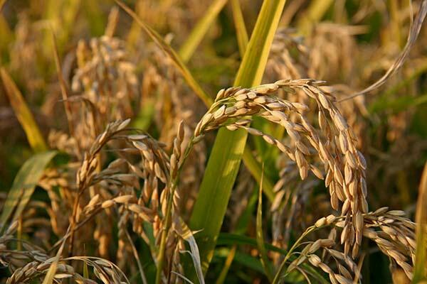 Non solo risotto: nasce il riso aromatico tutto italiano