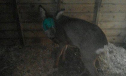 Oltre 50 animali salvati da inizio anno: i dati del Cras di Agrate Conturbia