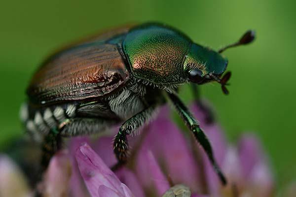 Popillia japonica: è emergenza