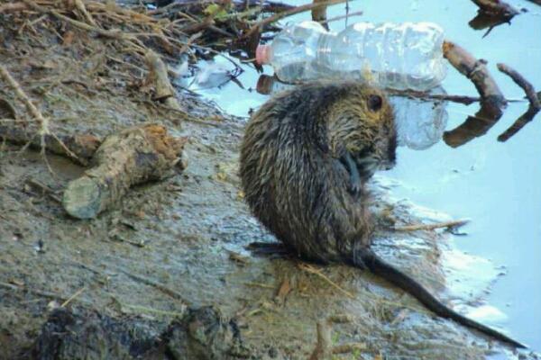 Torrente Agogna invaso dai topi