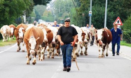 60esima edizione per la fiera della razza Bruna Alpina di Armeno