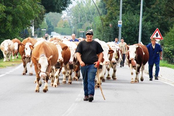 60esima edizione per la fiera della razza Bruna Alpina di Armeno