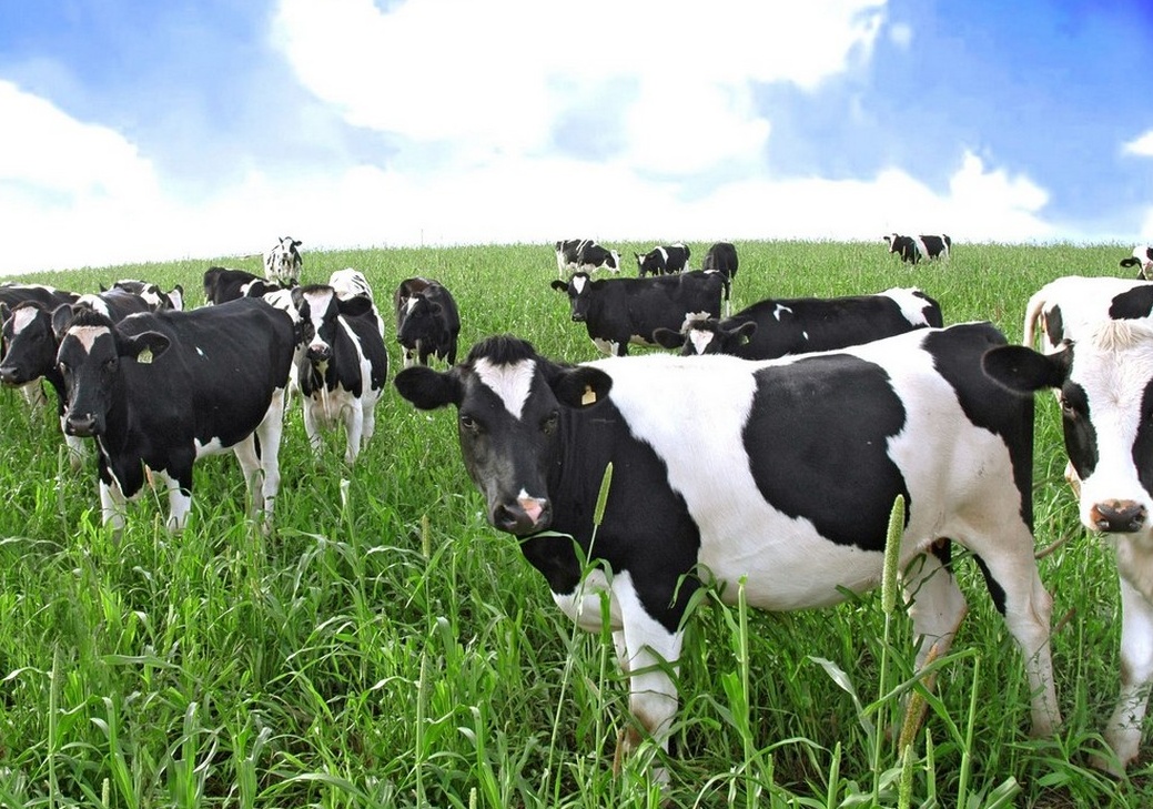 Anabolizzanti a bovini destinati alle tavole: nei guai 26 allevamenti
