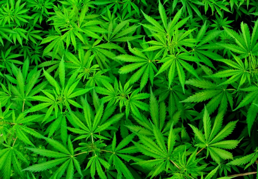Coltivavano marijuana in giardino: arrestati