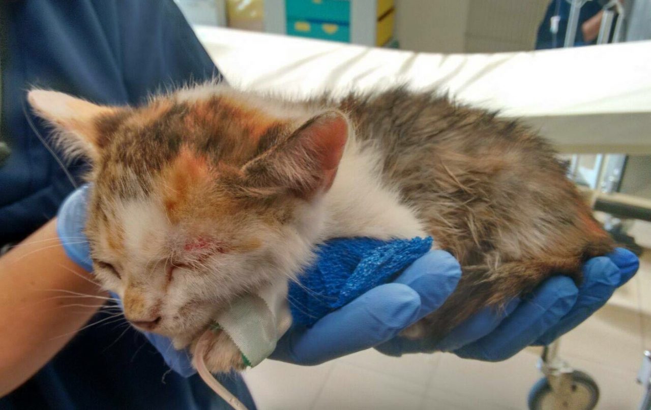 Investe gattina di 2 mesi e la lascia agonizzante sulla strada