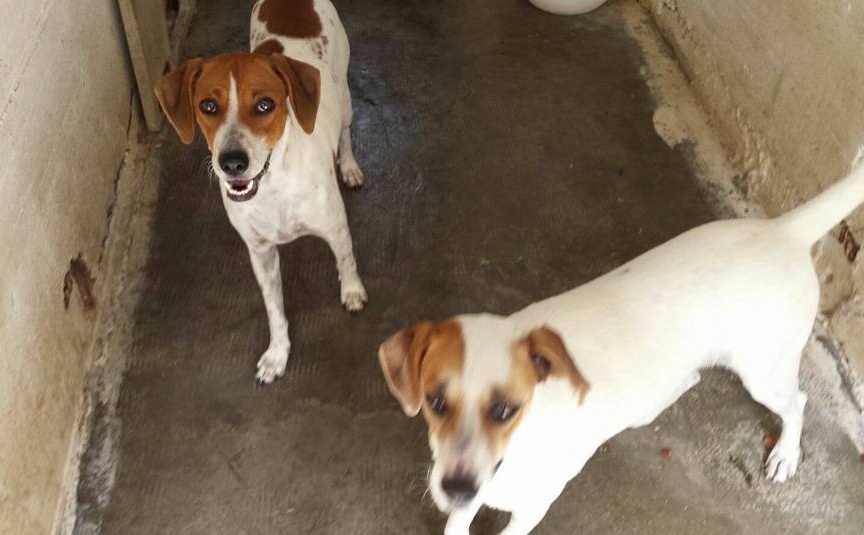 Le due cagnoline erano abbandonate e legate in un bosco: le salvano gli operatori del canile