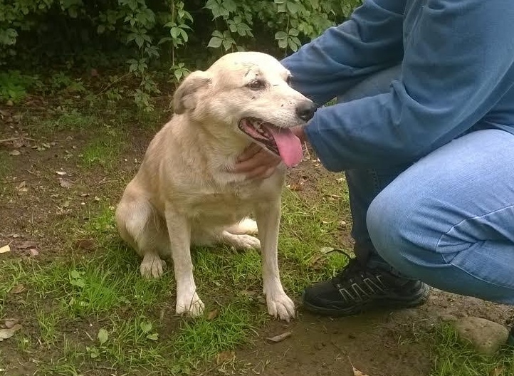 Salvata dal canile lager: Marta cerca famiglia
