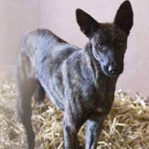 Si cerca la cagnolina Fiamma