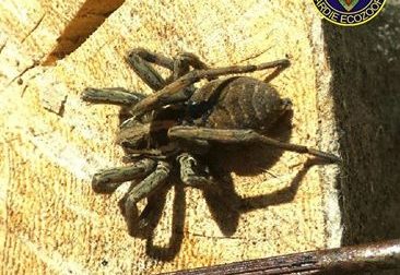 Si ritrovano in giardino un esemplare di "falsa tarantola"