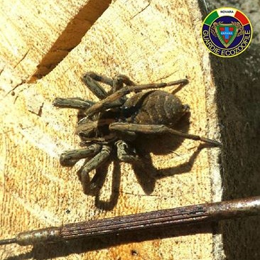 Si ritrovano in giardino un esemplare di “falsa tarantola”