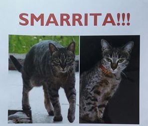 Smarrita Kio’: l’appello dei proprietari