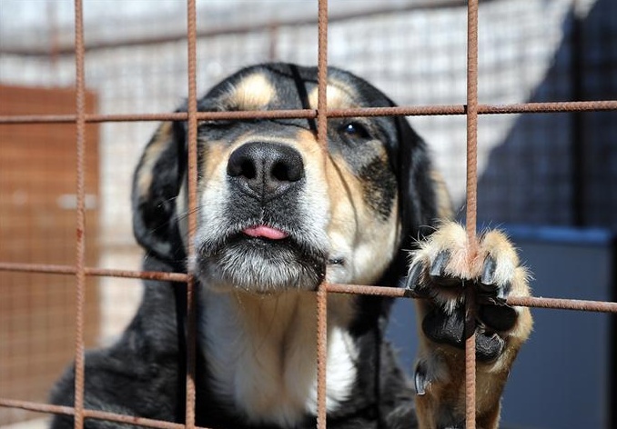 I volontari dell’associazione zoofila a cena per beneficenza