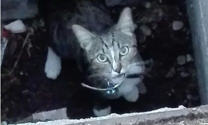 Vigili del fuoco salvano gatto intrappolato in un tombino