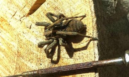Allarme per una tarantola, interviene l’Anpana