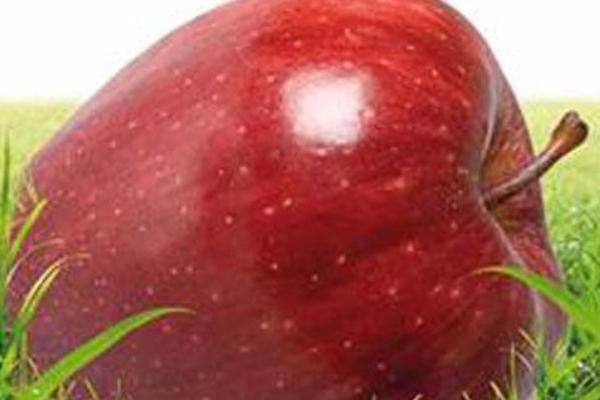 Raccolta delle mele: produzione piemontese in crescita