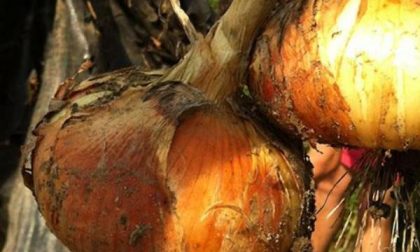 Mangeè d' straa cun scigula, ecco la versione locale dello Street Food