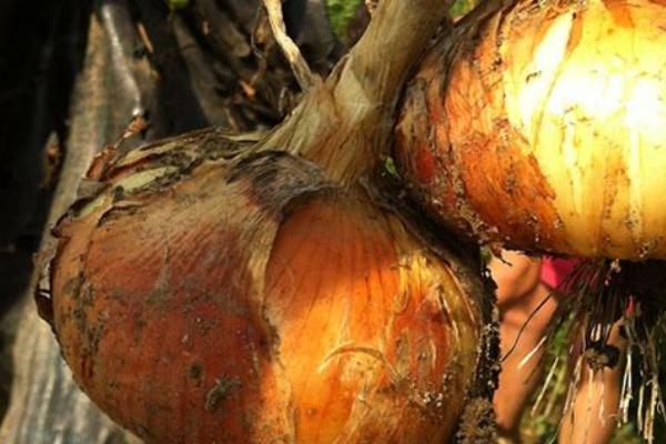 Mangeè d’ straa cun scigula, ecco la versione locale dello Street Food