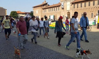 Stracanina, a Galliate la carica delle... 480 zampe (FOTOGALLERY)