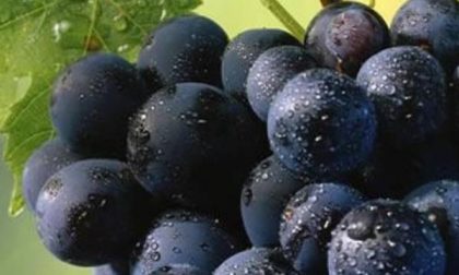 Sulle Colline Novaresi 30 anni di attività per difendere la vite senza interventi chimici