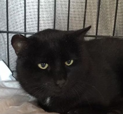 A chi appartiene questo gatto ferito? i volontari cercano i padroni