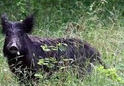 Animali selvatici e danni all'agricoltura: i provvedimenti