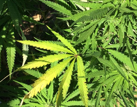 Arrestato mentre annaffiava la sua coltivazione di marijuana