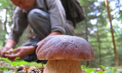 Attenzione alla raccolta funghi: anche quelli "buoni" possono essere tossici