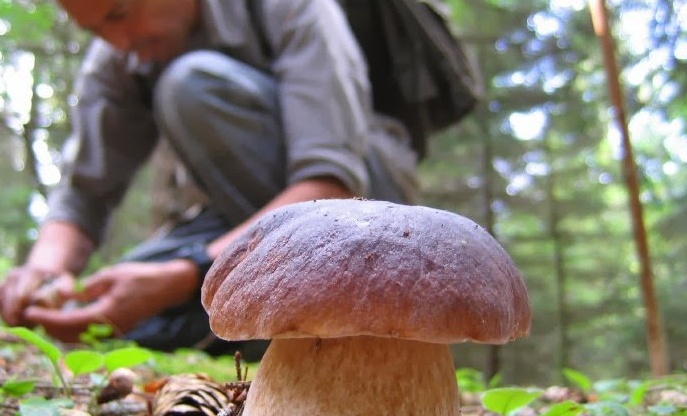 Attenzione alla raccolta funghi: anche quelli “buoni” possono essere tossici