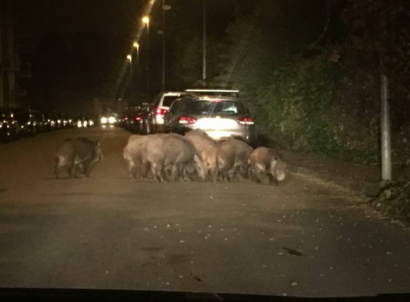 Cinghiali a passeggio in città: dietro viale Giulio Cesare