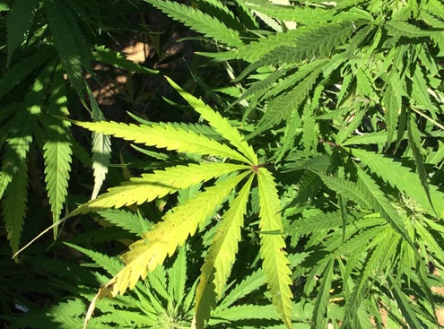 Coltivano marijuana nel bosco: arrestati V.A classe 1998 e V.F. classe 1991 di Paruzzaro