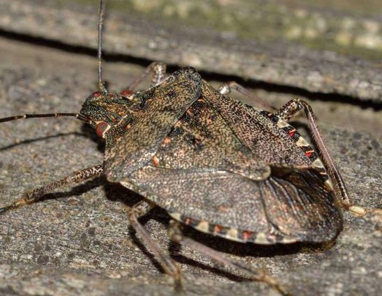 Invasione di cimici: ecco come difendersi