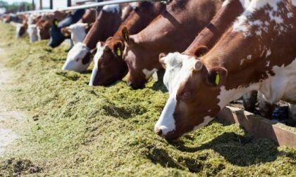 Sant'Antonio Abate: a Trecate la benedizione di animali e mezzi agricoli