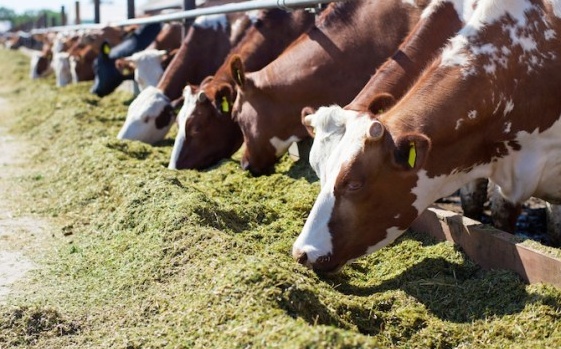 “La Fiera Agricola? Un mercato di schiavi: gli animali non sono merce ma individui”