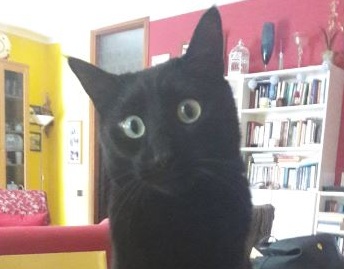 Simpatiche zampette: al via i regali settimanali per l’animaletto più votato!