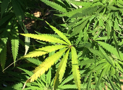 Trovati 24 sacchi contenenti marijuana per 170 kg lordi