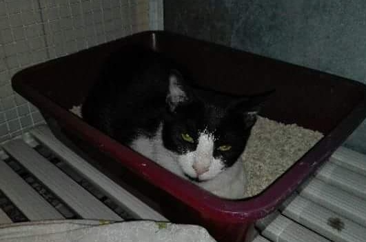Trovato gatto in via dei Caccia: chi lo riconosce?