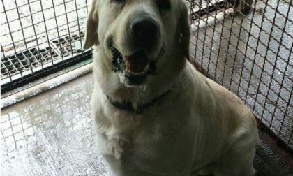 Trovato un Labrador a Varallo Pombia in via Guttuso