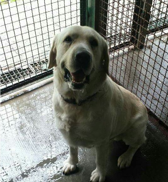 Trovato un Labrador a Varallo Pombia in via Guttuso