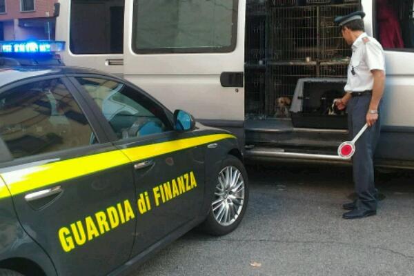 Commercio illegali di cuccioli di cane: la Finanza intercetta un furgone