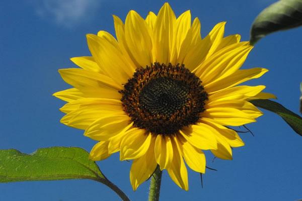 Giovani e ambiente, nuova edizione sui “frutti della terra”
