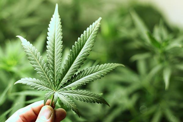 Sorpreso coltivare marijuana: 21enne in manette